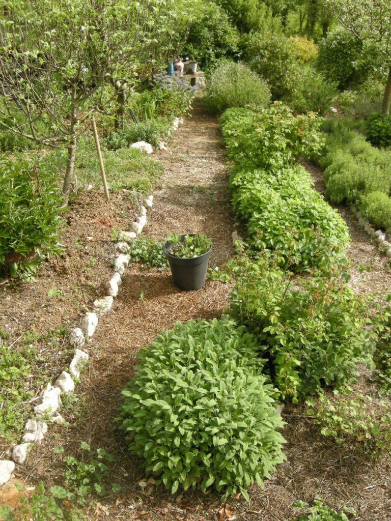 Jardin d'aromatiques à Chartauzel Baulou